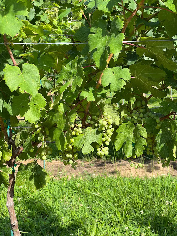 fruit, green, produce, seedless fruit, grape, food