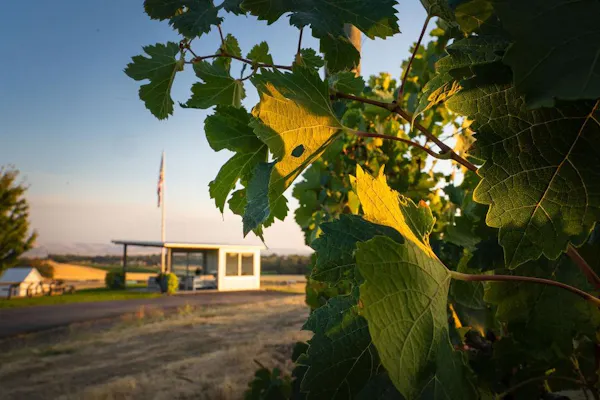 sunlight, agriculture, field, plantation, farm, vineyard