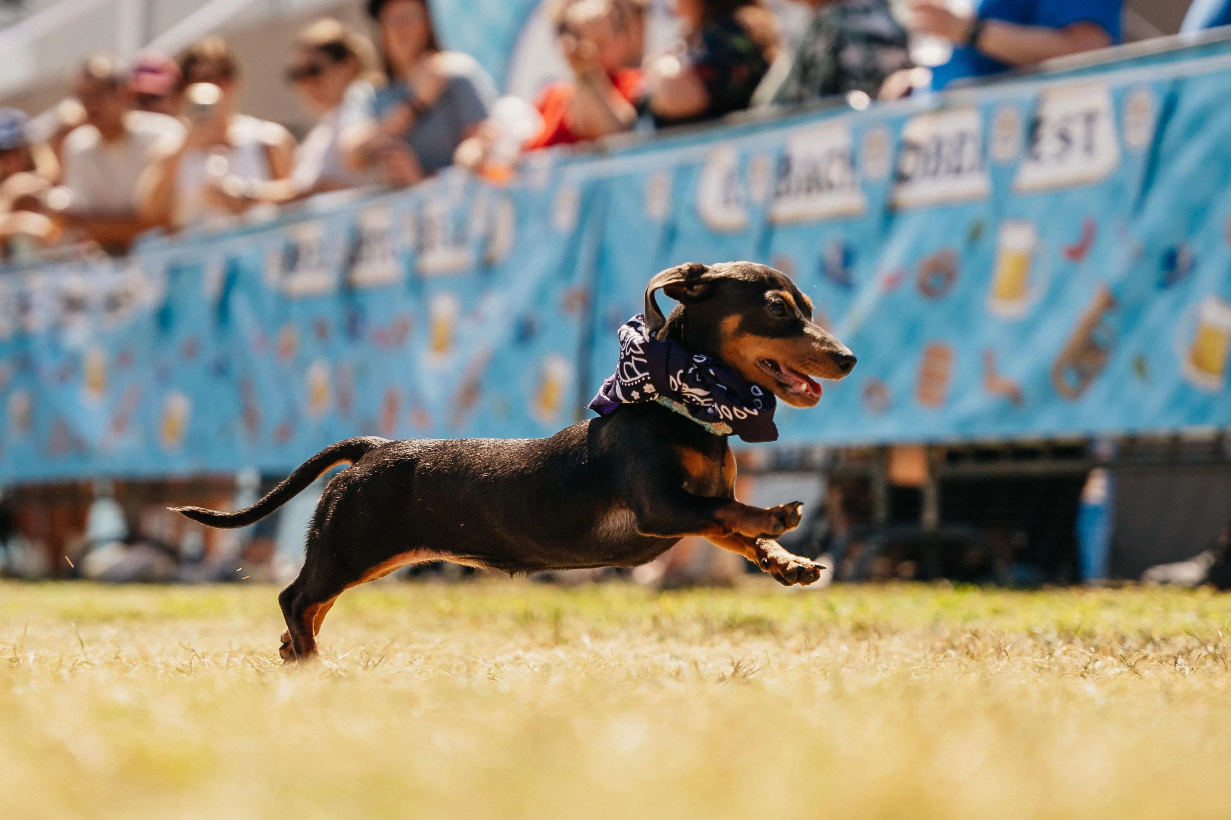 Wiener Java Karbachtoberfest 2023: Wiener Dog Racing Series - Karbach Brewing Co ...