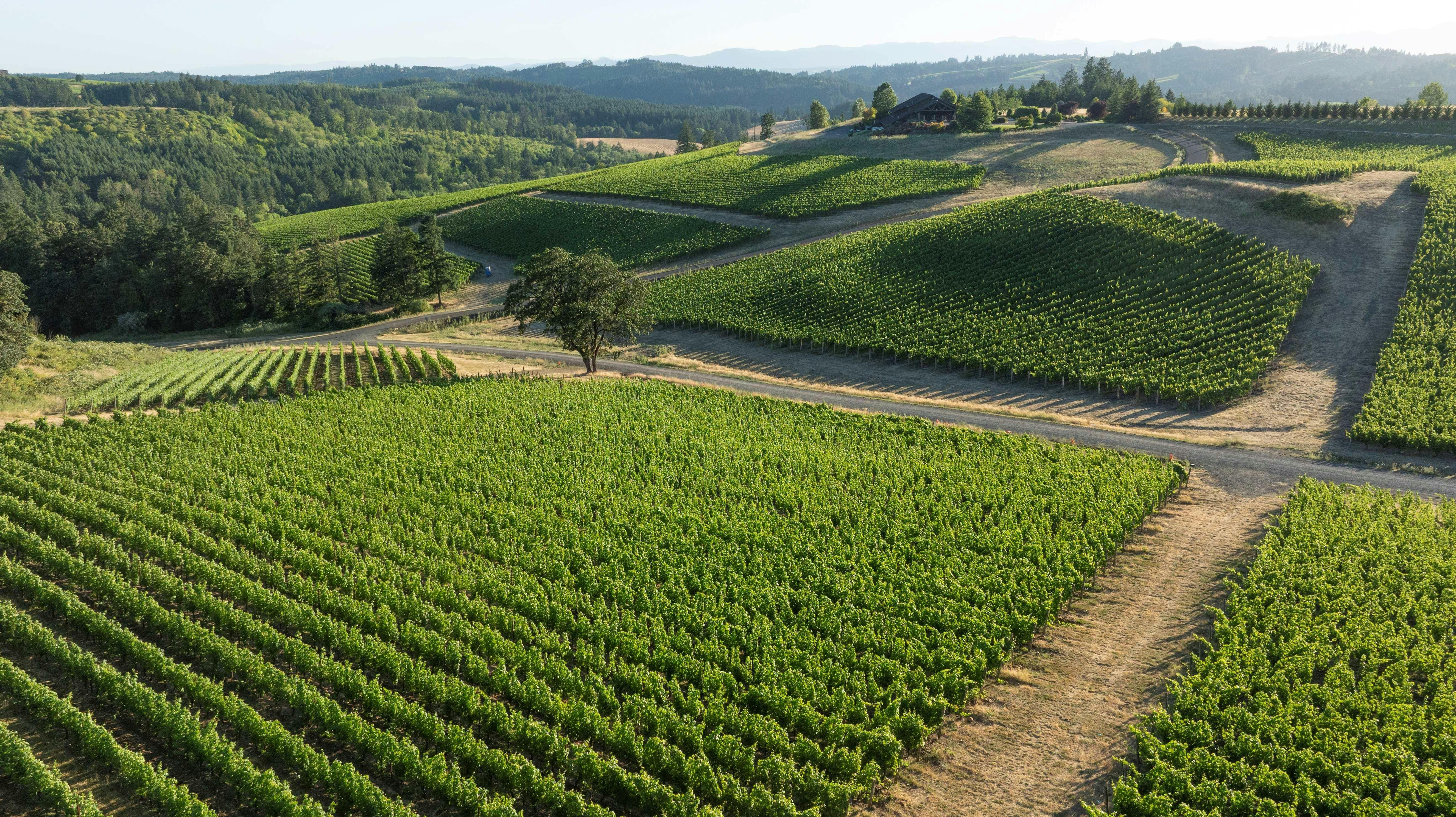 Colene Clemens Vineyards