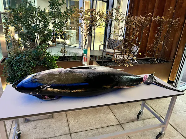 fish, marine biology, fin, cetaceans, fish products