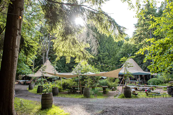 tent, shade, forest, trunk, garden, woodland