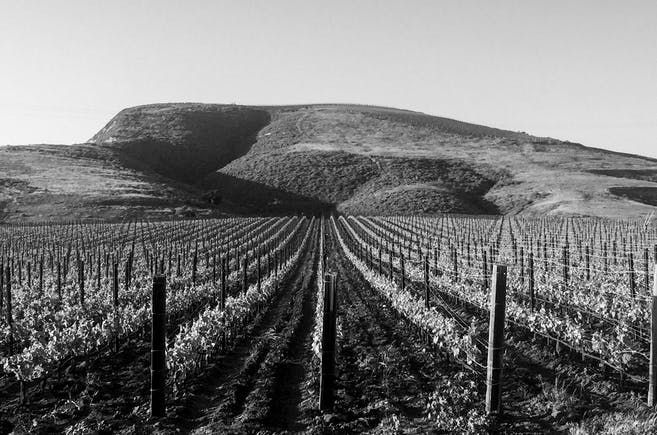 Sandhi Wines