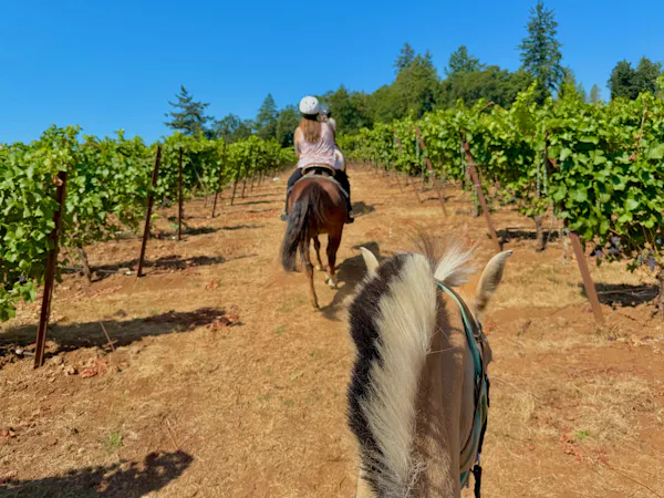 horse, horse tack, horse supplies, agriculture, rural area, working animal