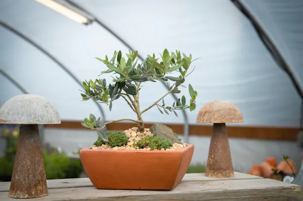 flowerpot, houseplant