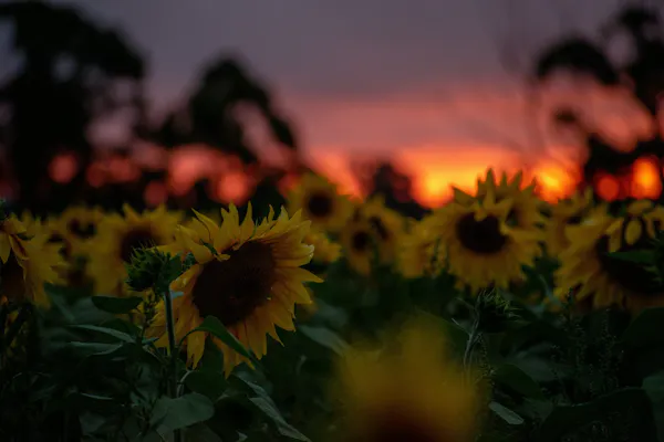flower, yellow, petal, common sunflower, sunset, dusk