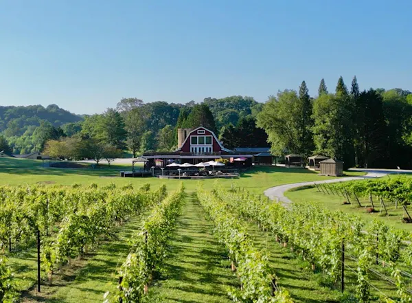 bottle, glass bottle, park, plantation