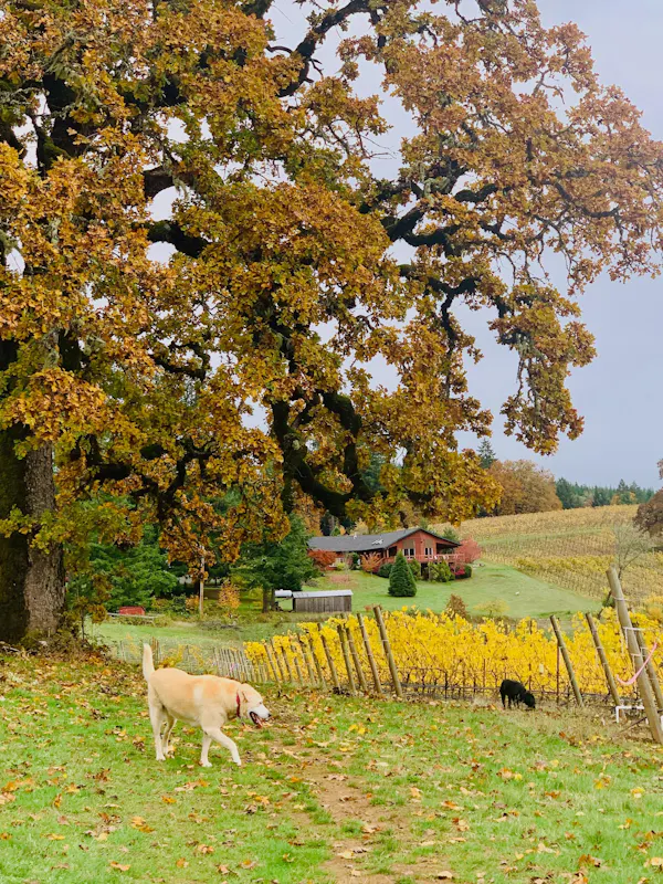 leaf, trunk, autumn, shade, canidae, woodland