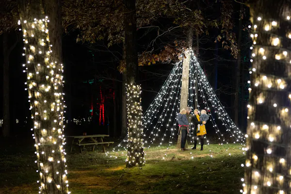 plant, light, branch, lighting, electricity, christmas decoration