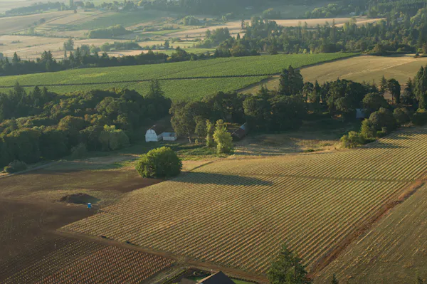 field, plain, agriculture, plantation, landscape, land lot