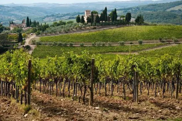 agriculture, plantation, hill, rural area, land lot, hill station