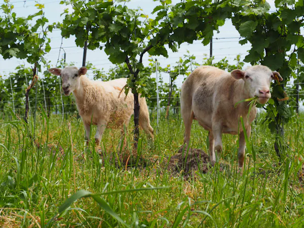 grass, pasture, summer, rural area, grassland, field