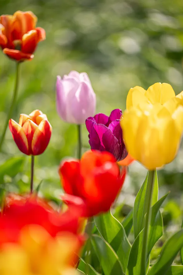 flower, petal, yellow, red, plants, pink