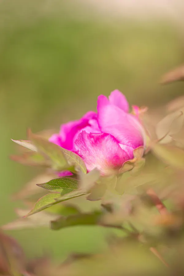 flower, petal, green, yellow, pink, close-up