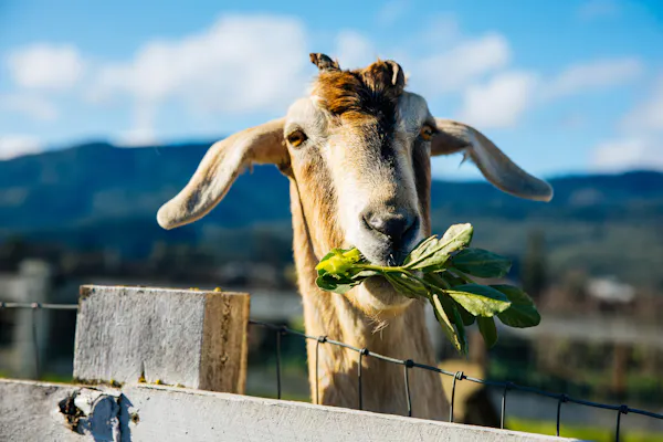 goats, goat, snout, terrestrial animal, livestock, fur