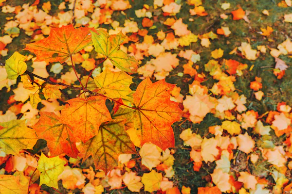 leaf, yellow, green, red, orange, autumn