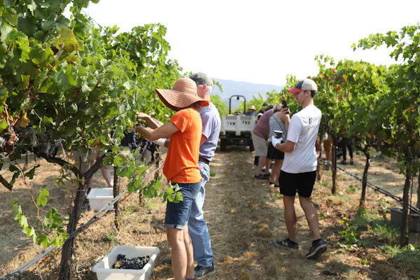 agriculture, plantation, farmworker, people in nature, vineyard, grapes