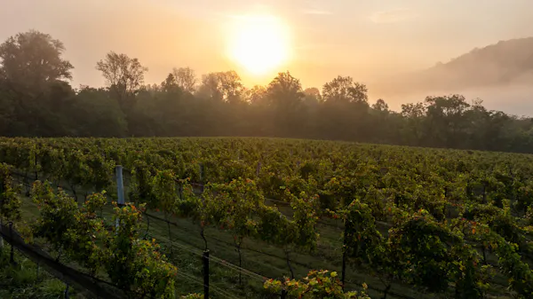 agriculture, plantation, sunlight, sunrise, vineyard, field