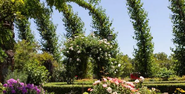 green, nature, leaf, plants, vegetation, garden