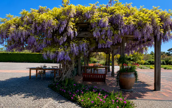 flower, plants, shrub, garden, wisteria, groundcover