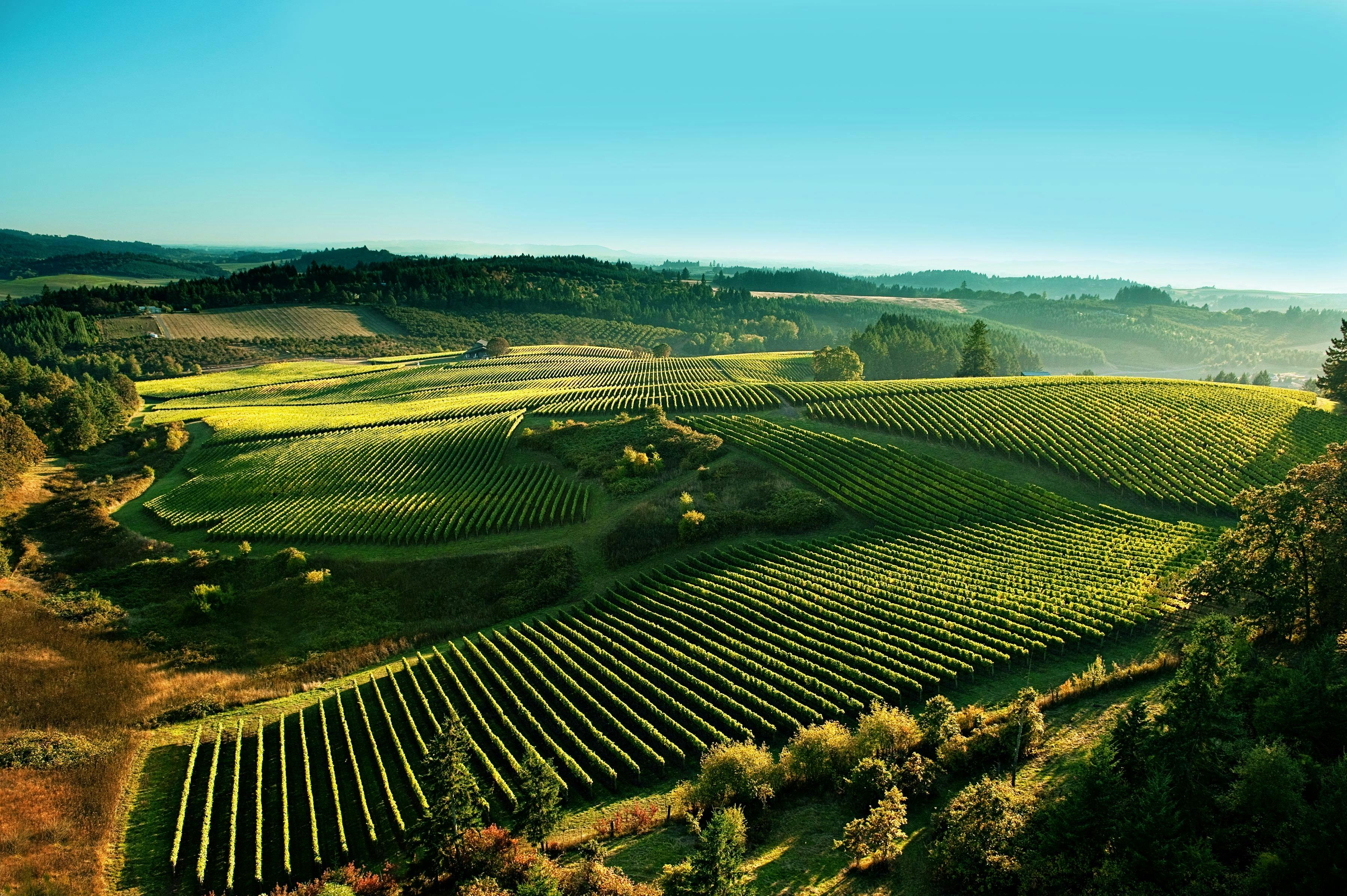 Shea Wine Cellars & Shea Vineyard