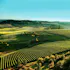 Shea Wine Cellars & Shea Vineyard
