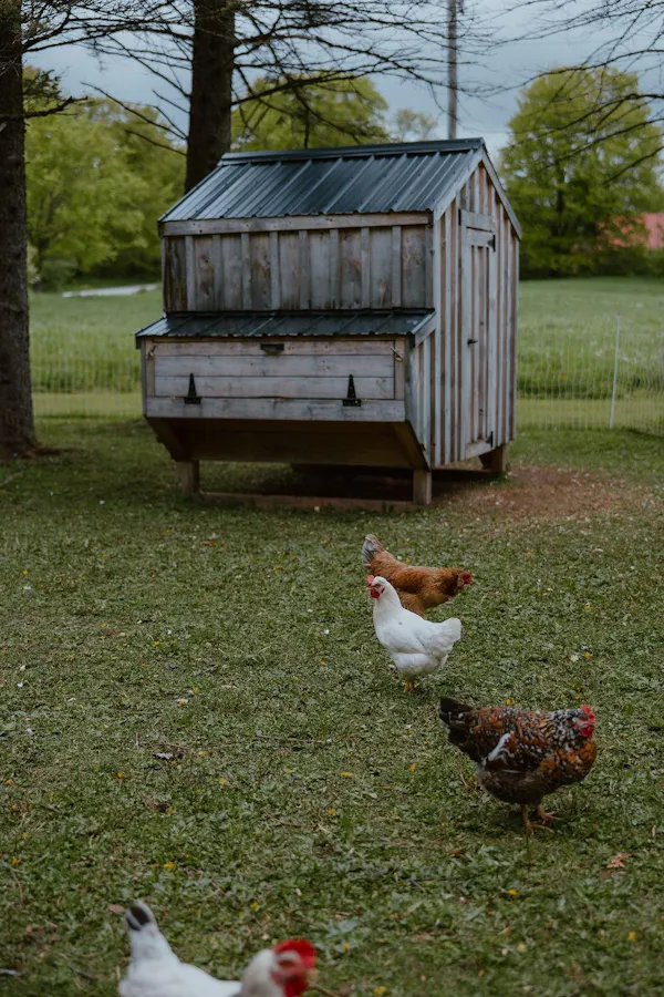 bird, chicken, phasianidae, landfowl, fowl, poultry