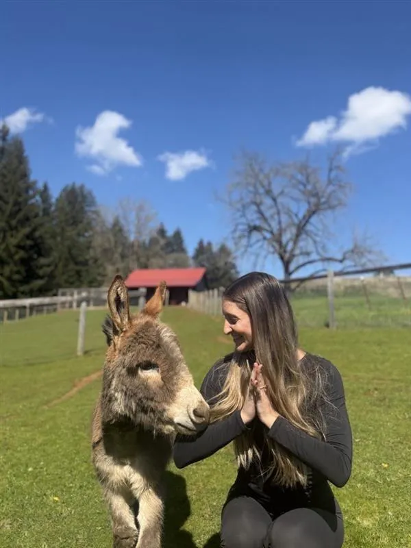 smile, working animal, pack animal, meadow, happiness, terrestrial animal