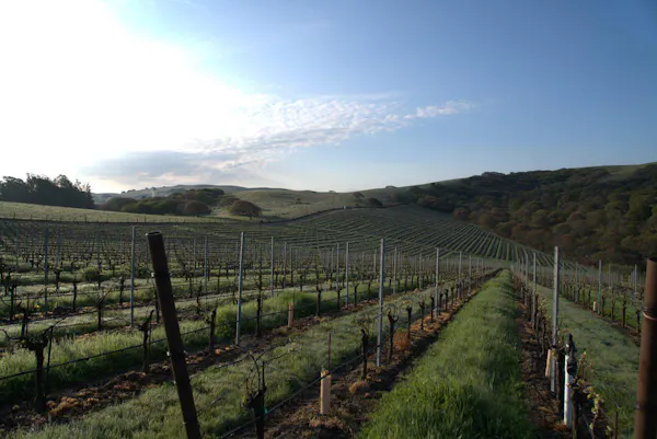 sky, atmospheric phenomenon, vineyard, agriculture, hill, rural area