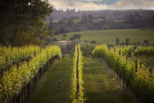 agriculture, plantation, vineyard, field, sunlight, crop