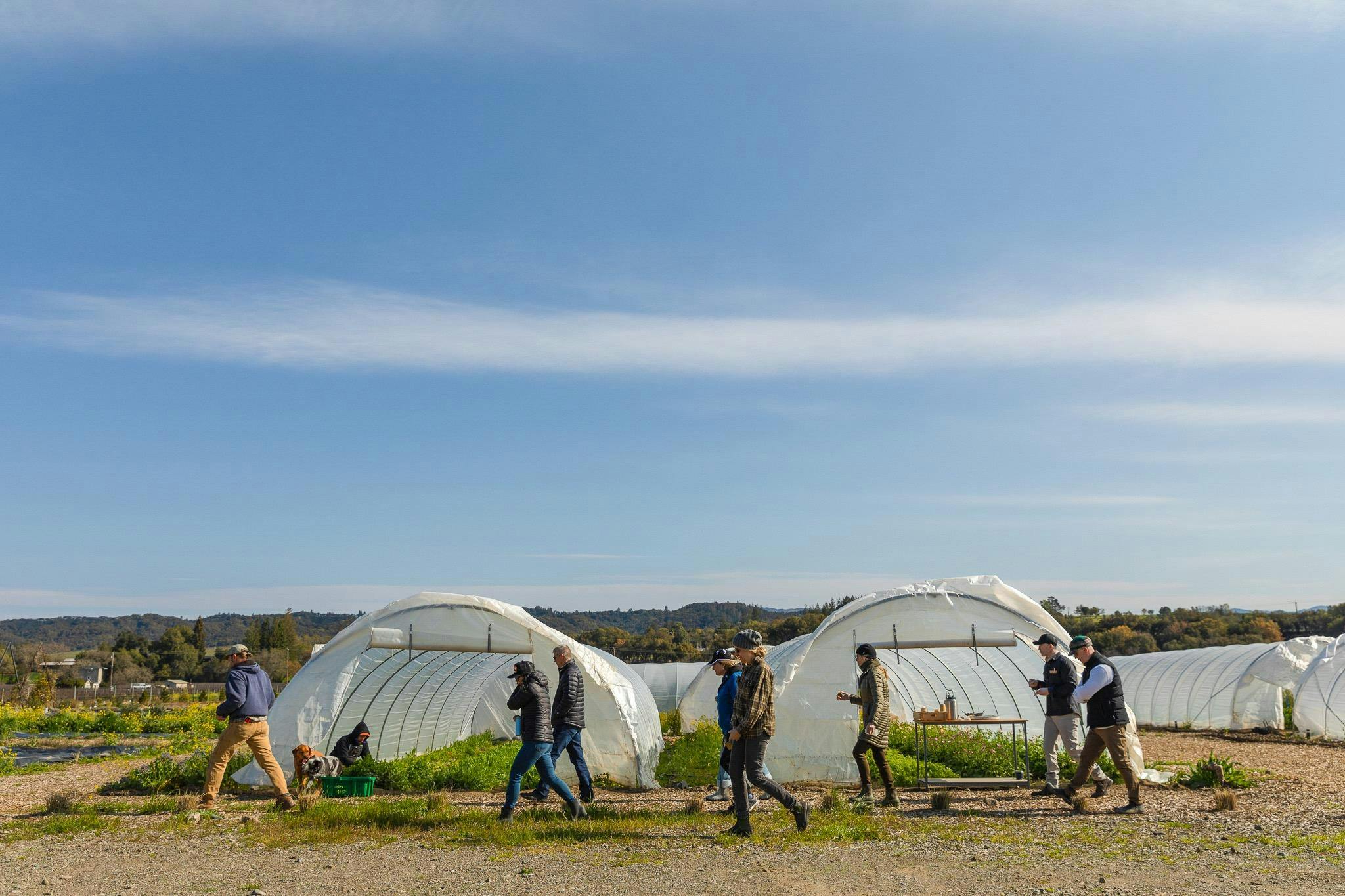 SingleThread Farm Field Walks: Interconnnectedness
