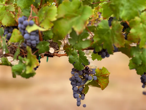fruit, produce, fruit tree, food, grape, seedless fruit