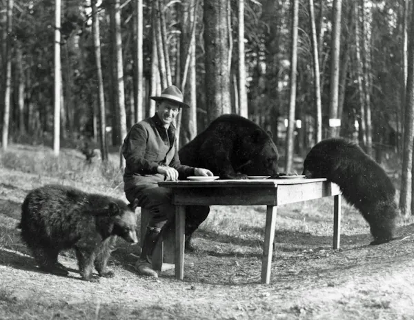 bear, carnivores, brown bear, grizzly bear, american black bear, fur