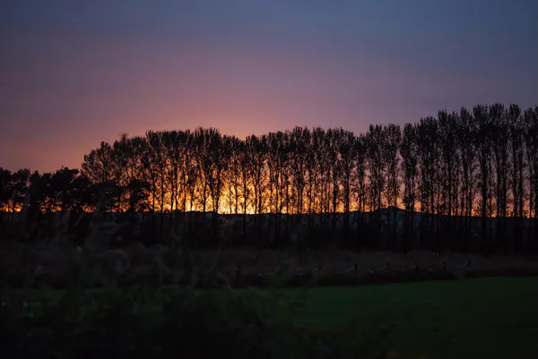 sky, plant, natural landscape, afterglow, cloud, tree