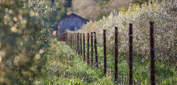 agriculture, plant community, plantation, field, crop, vineyard