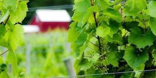 Mount Salem Vineyards