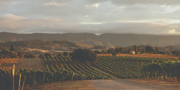 hill, agriculture, highland, plantation, hill station, field