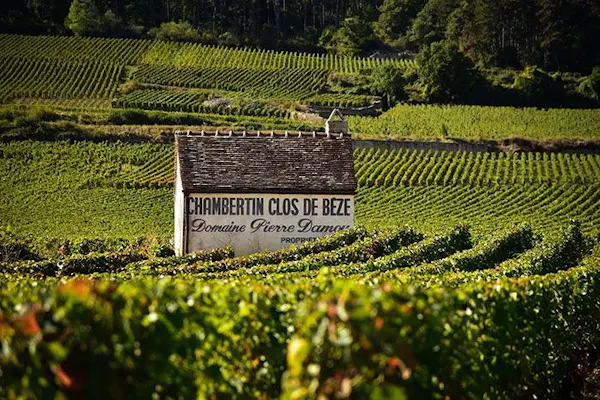 agriculture, plantation, crop, field, winery, vineyard