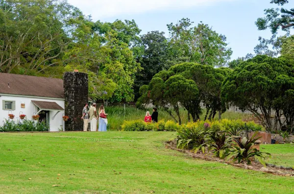 tree, grass, leaf, plants, garden, shrub