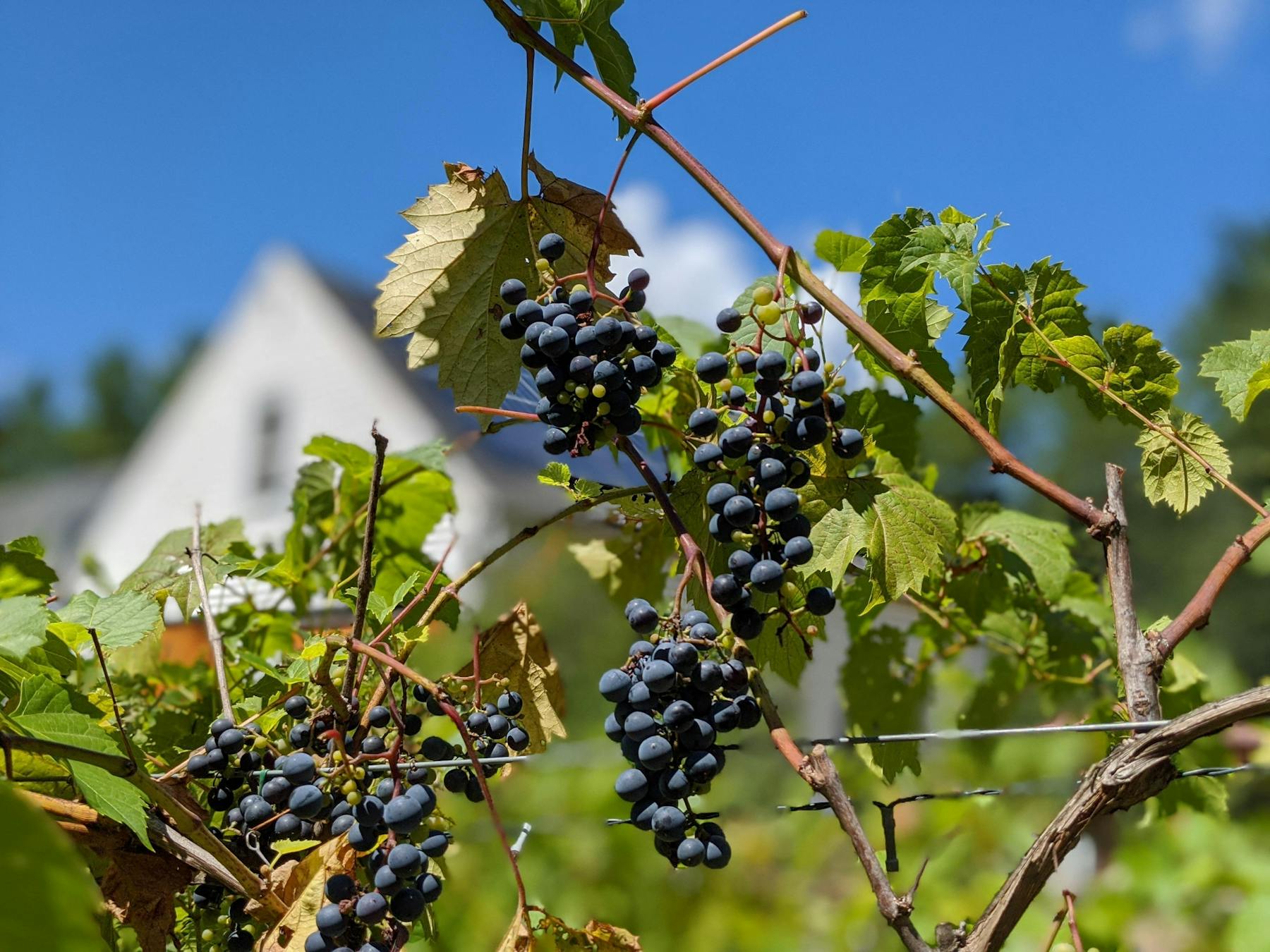 Averill House Vineyard Brookline, NH Tock