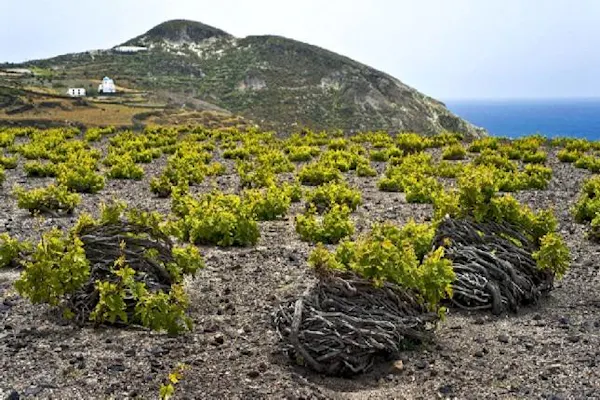 coast, sea, bedrock, ocean, shrubland, chaparral