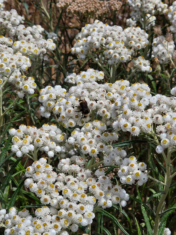flower, flowering plant, wildflower, herbaceous plant, plant stem, forb