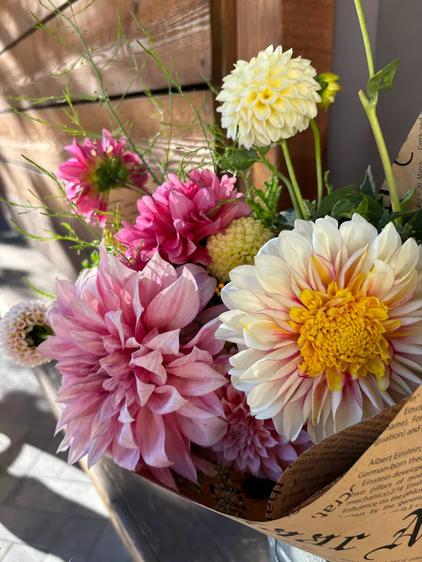 flower, petal, yellow, floristry, pink, dahlia