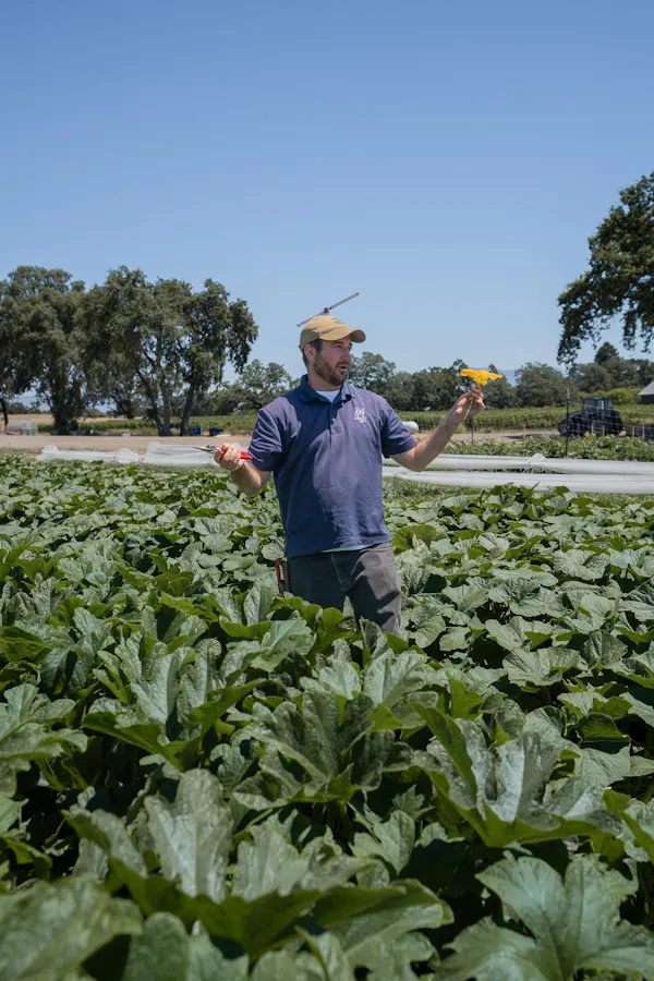 farmworker, agriculture, plantation, field, farm, crop