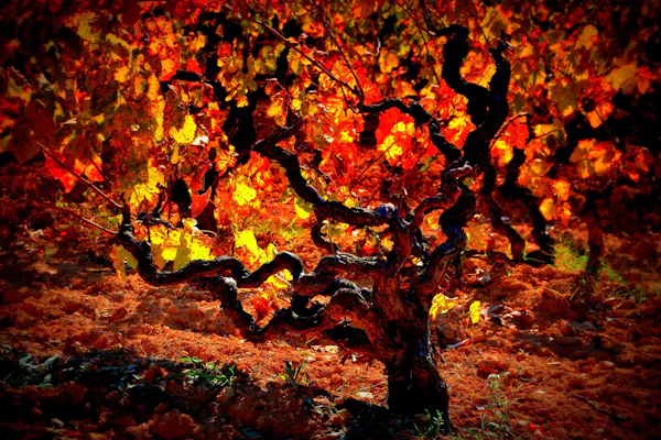 orange, yellow, red, branch, leaf, nature