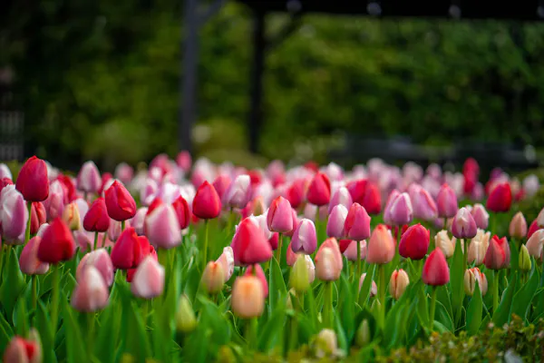 flower, petal, green, red, yellow, pink