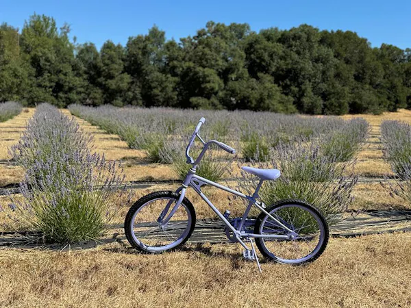 bicycle, wheel, tire, bicycles--equipment and supplies, land vehicle, plant
