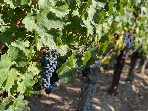 fruit, produce, agriculture, seedless fruit, grapes, grape leaves