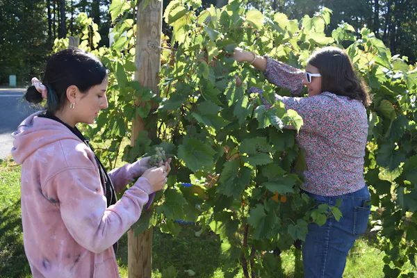 grapes, grape leaves, seedless fruit, vineyard, people in nature, agriculture