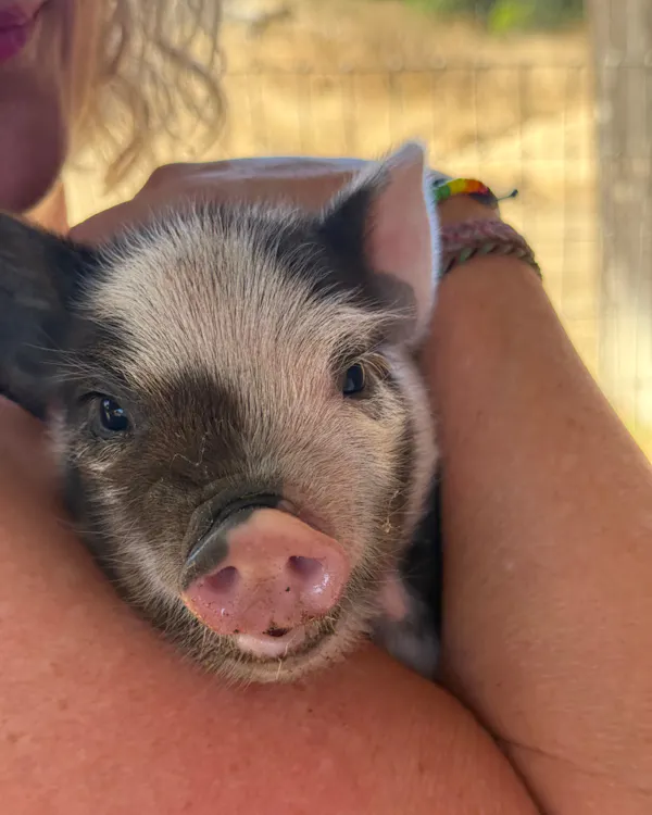 suidae, domestic pig, snout, terrestrial animal, livestock, happiness